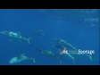 Kingfish School 2A 1327